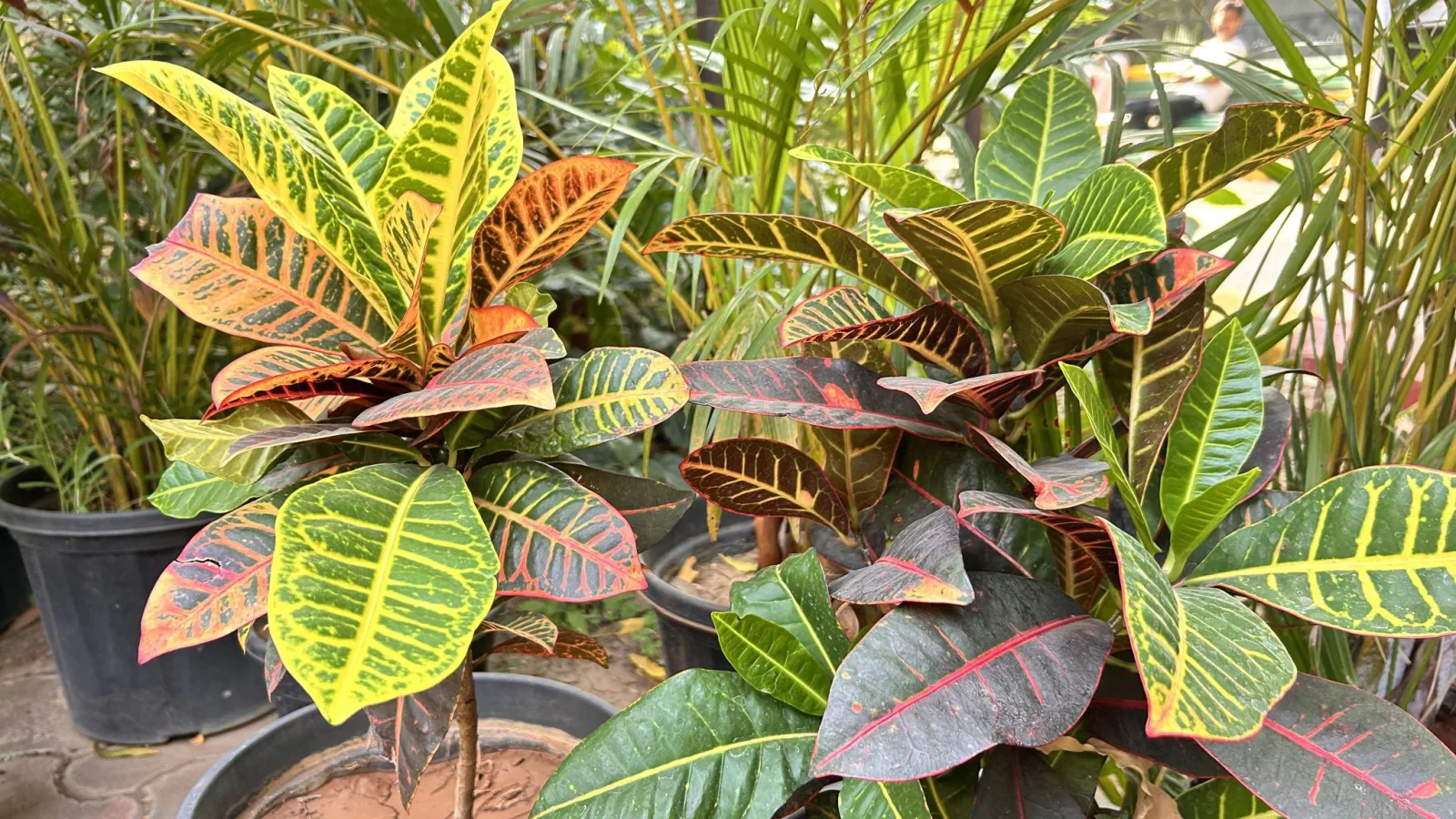 A Closer Look at the Charming Monstera Deliciosa