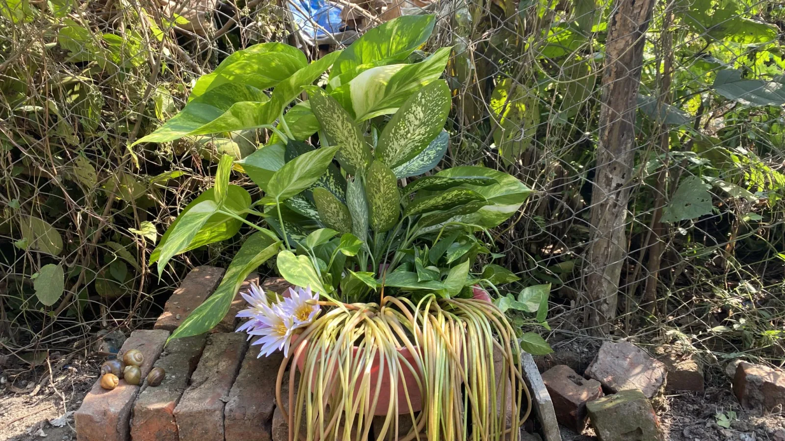 A Guide to the Snake Plant: Care Tips and Varieties