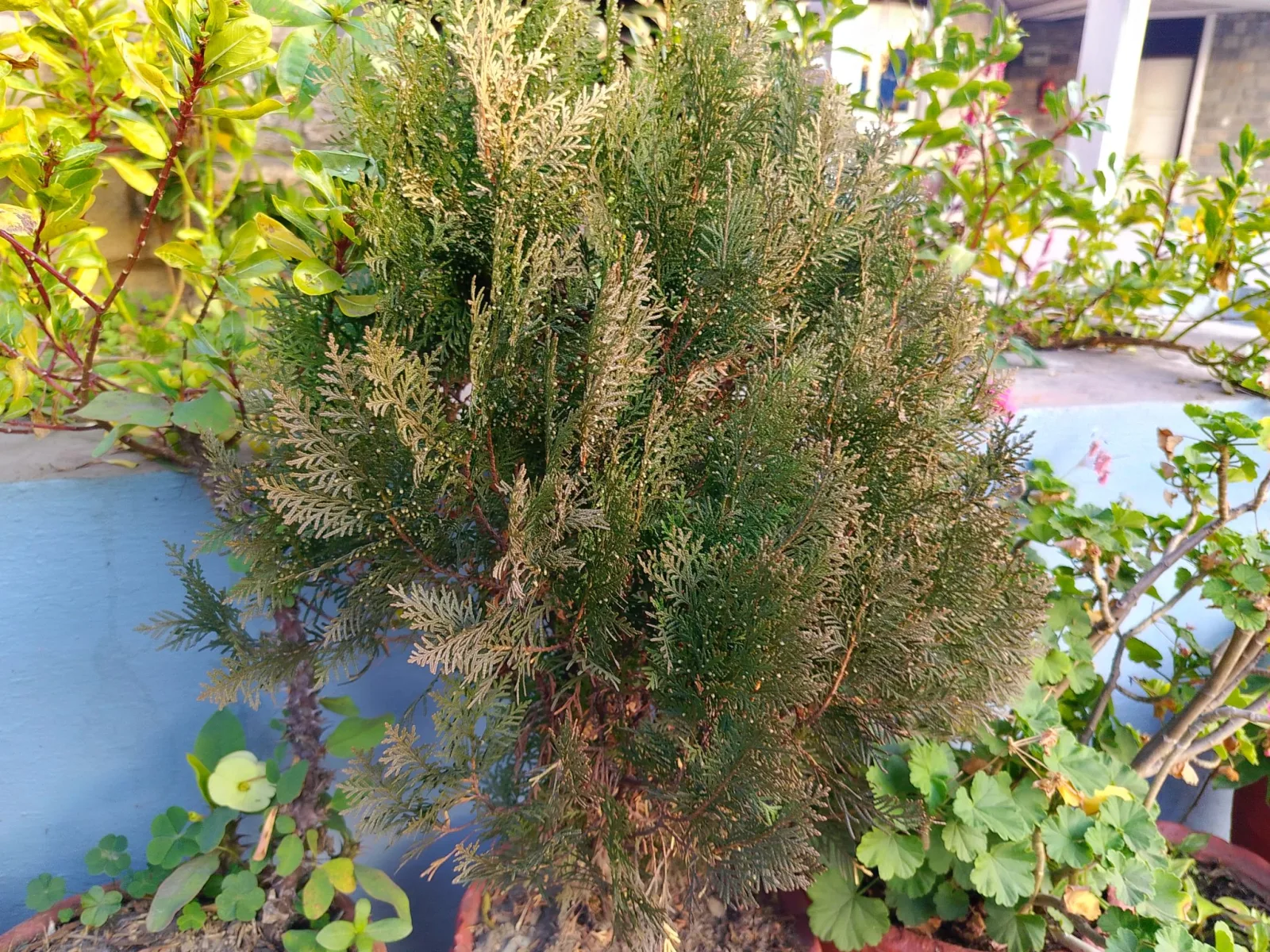 Exploring the Beauty of ZZ Plants: Care Tips and Benefits