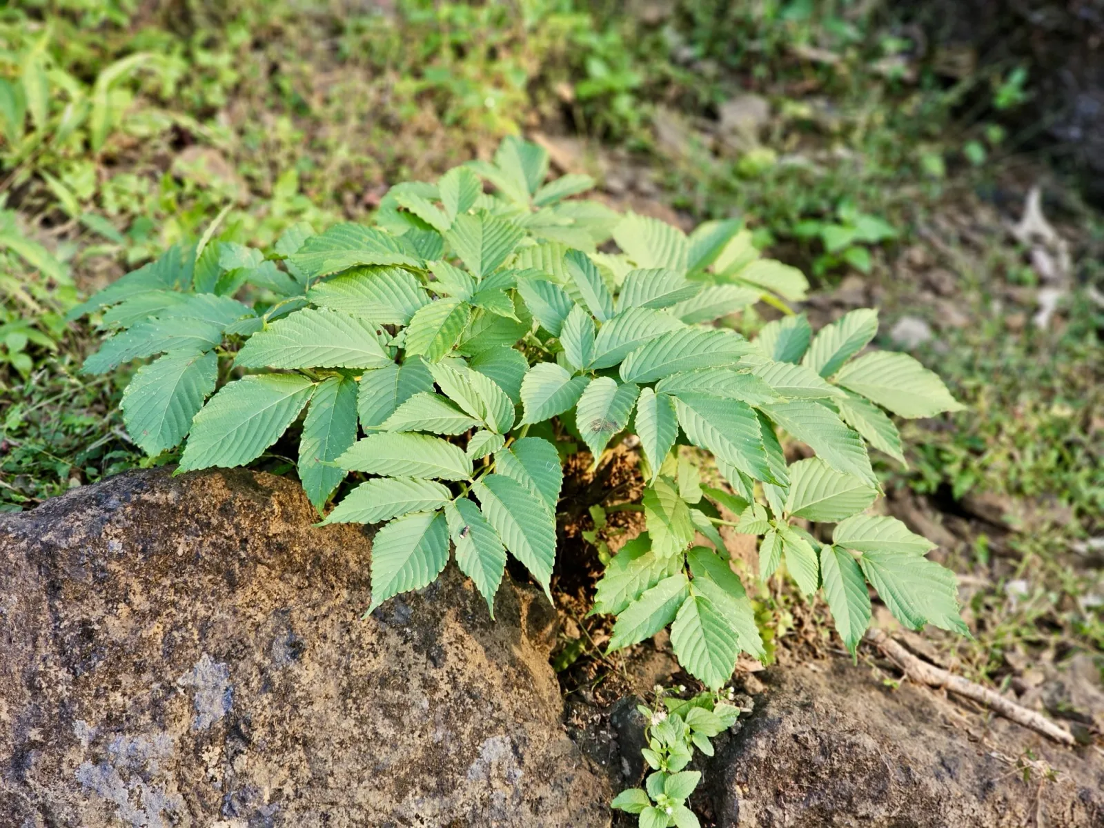 Mastering Color and Texture: Plant Design with Style