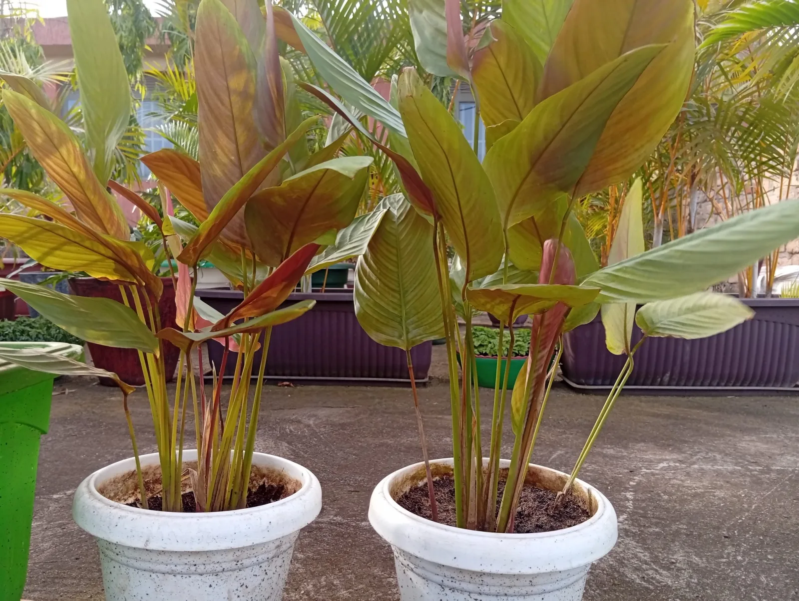 Mastering the Art of Caring for Your Rubber Plant