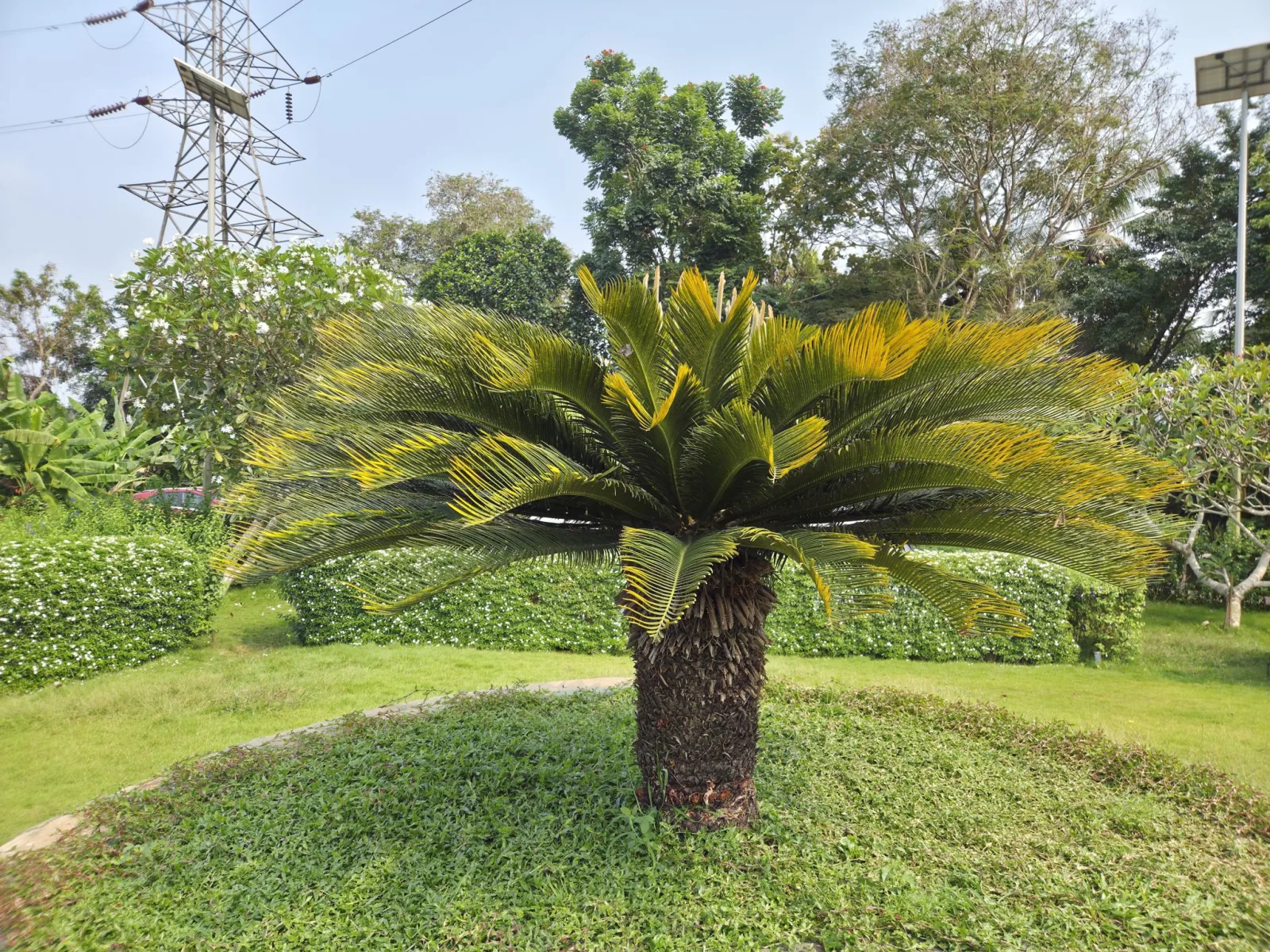Plant Care Basics: Keeping Your Greenery Thriving