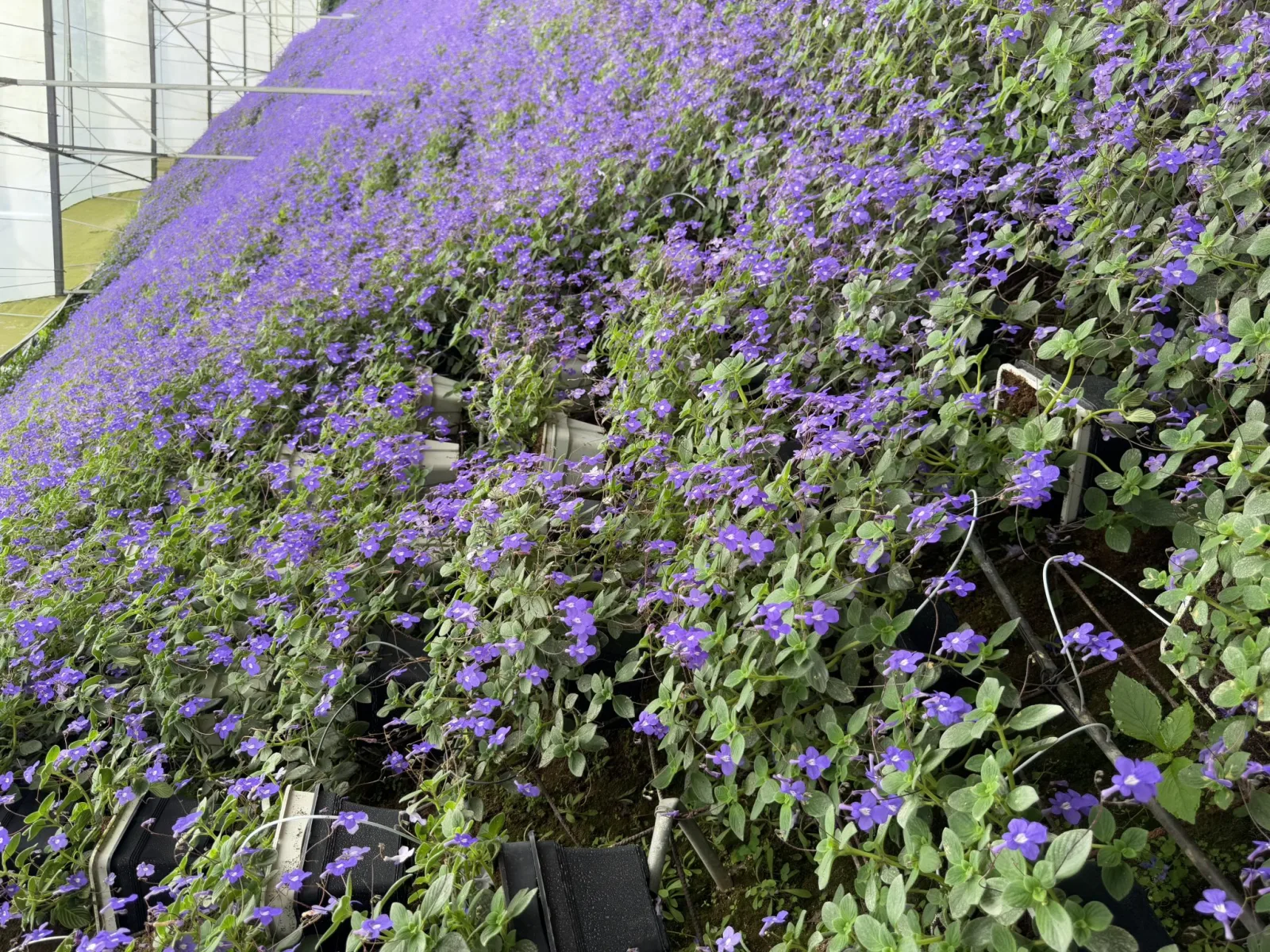 The Art of Layering: Elevate Your Plant Design