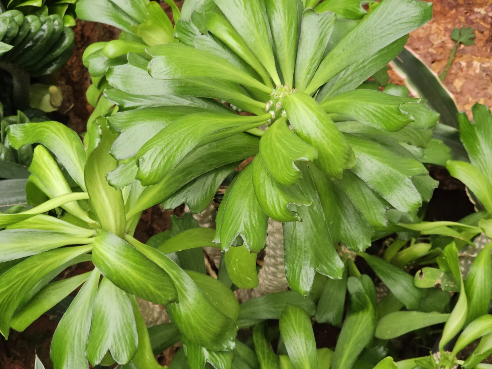 The Art of Propagating Succulents: Tips for Success