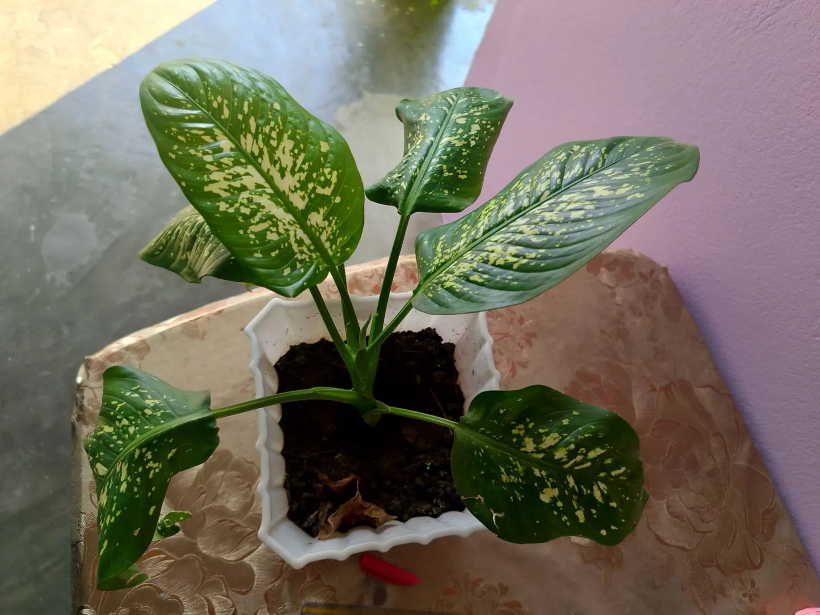 The Delightful Dracaena: A Guide to Care and Cultivation