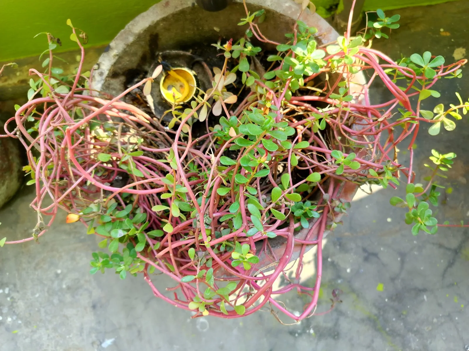 Top 5 Low-Maintenance Houseplants for Busy Lives