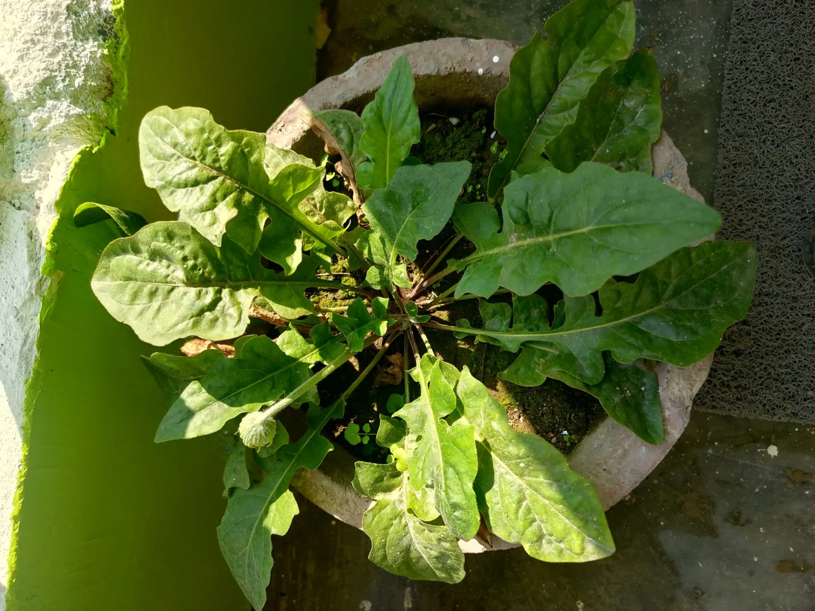 Understanding the Pothos Plant: Care and Varieties
